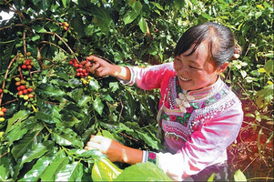 В провинции Юньнань откроется 1-я международная специализированная ярмарка кофе