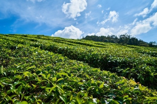 В Краснодарском крае восстанавливают заброшенные чайные плантации