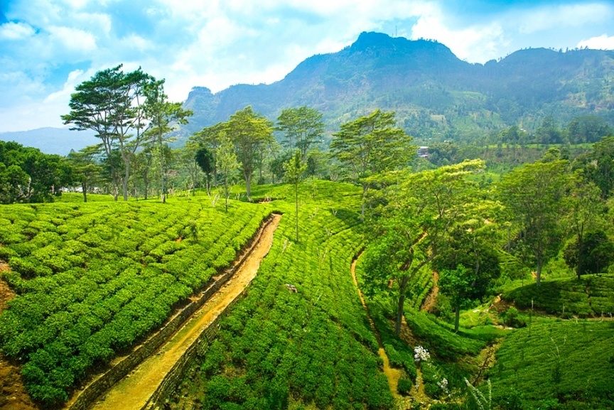  Шри-Ланка увеличит поставку чая в Россию