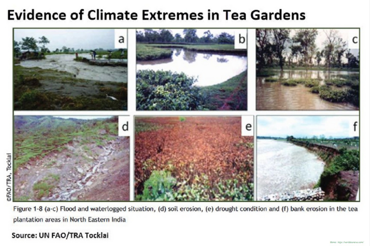  Индийский совет по чаю поможет фермерам пережить климатические изменения 