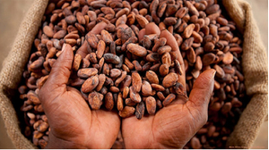 Rainforest Alliance протестирует свою новую систему сертификации на какао 