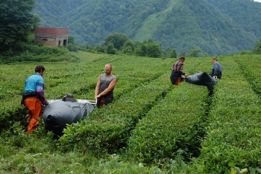 Жители аулов Сочи хотят восстановить чайные плантации