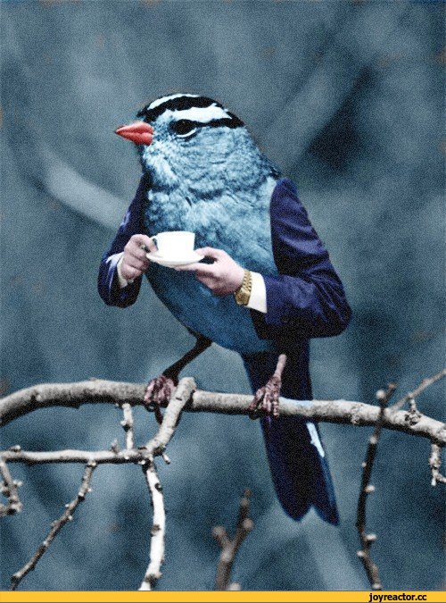 Редкие птицы предпочитают горький кофе